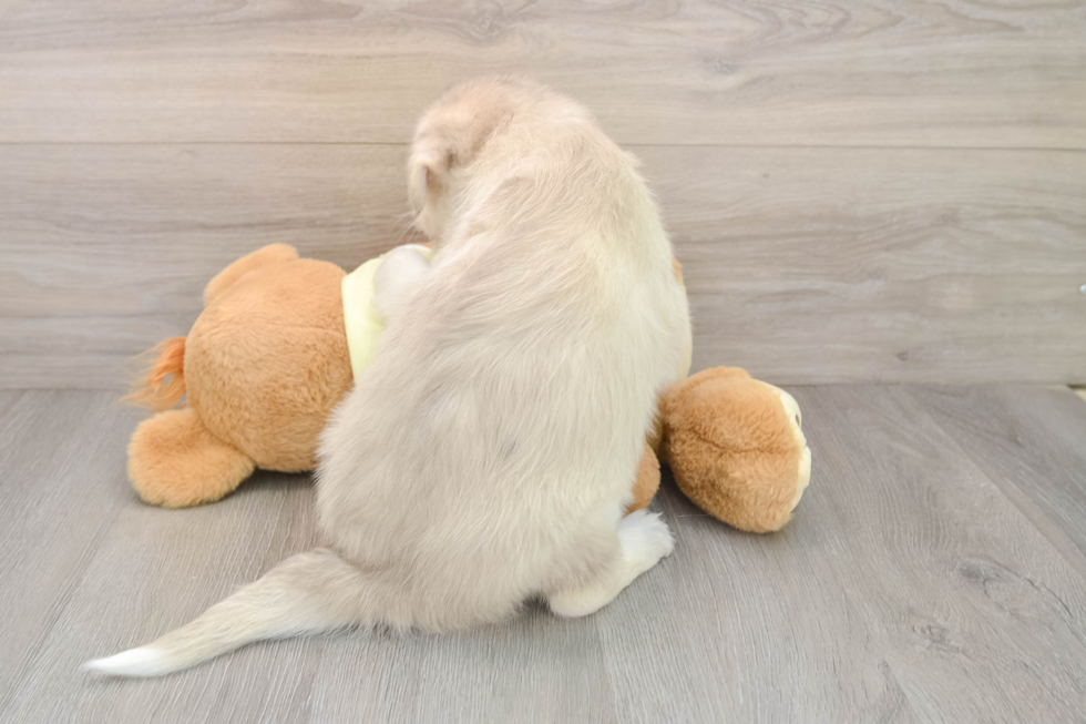 Best Mini Huskydoodle Baby