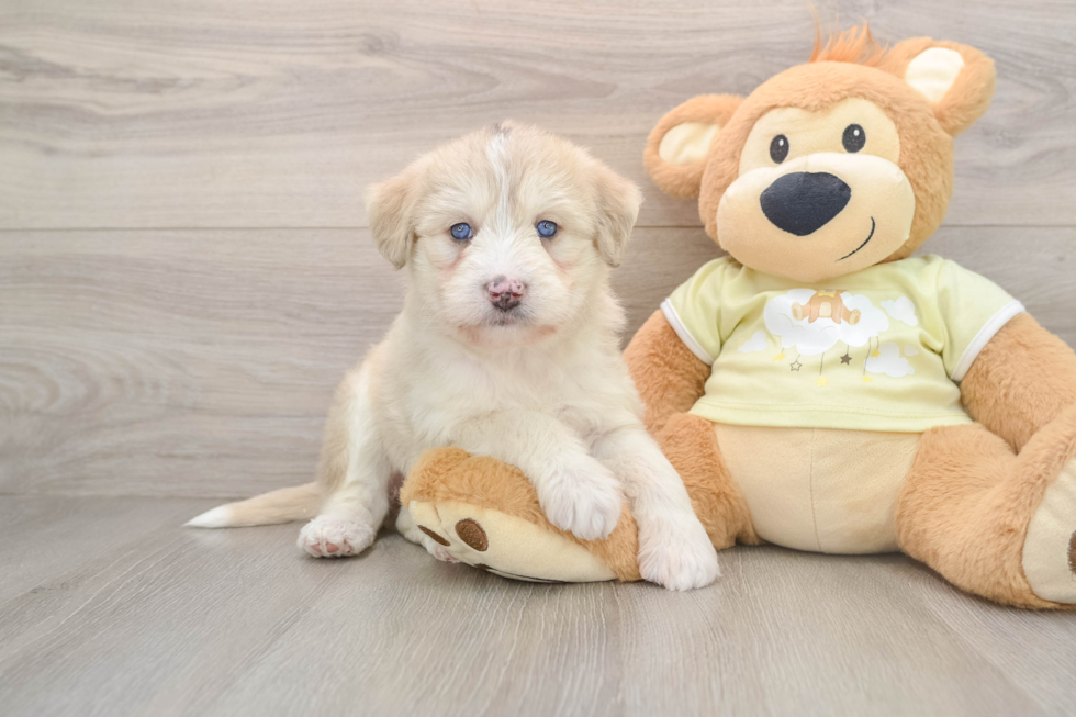 Cute Husky Doodle Poodle Mix Puppy
