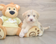 7 week old Mini Huskydoodle Puppy For Sale - Lone Star Pups