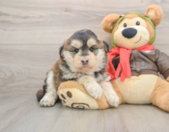 6 week old Mini Huskydoodle Puppy For Sale - Lone Star Pups