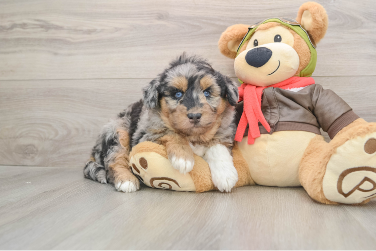 Best Mini Huskydoodle Baby