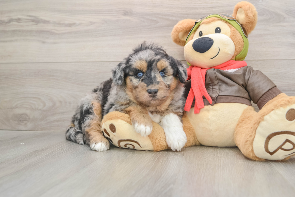 Best Mini Huskydoodle Baby