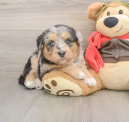 5 week old Mini Huskydoodle Puppy For Sale - Lone Star Pups