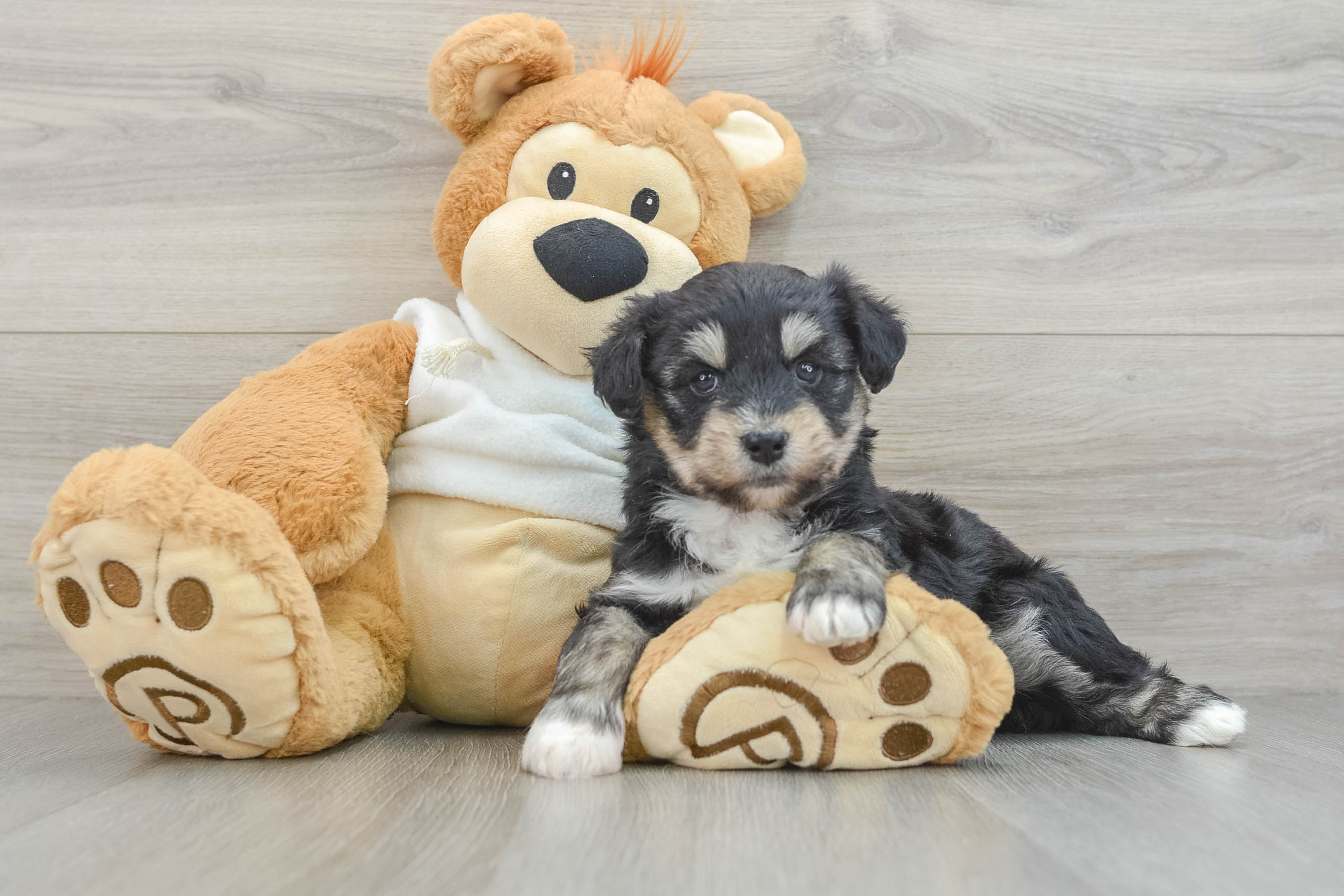 Cute Mini Huskydoodle Jackie: 6lb 10oz Doodle Puppy