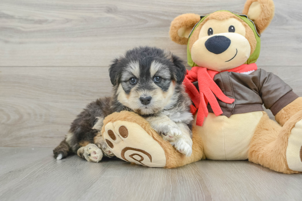 Cute Husky Poo Poodle Mix Puppy