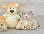 9 week old Mini Huskydoodle Puppy For Sale - Lone Star Pups