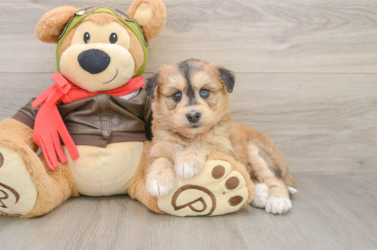Mini Huskydoodle Puppy for Adoption