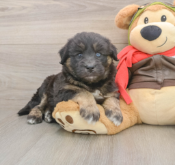 5 week old Mini Huskydoodle Puppy For Sale - Lone Star Pups