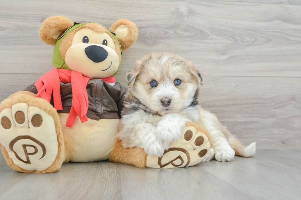 Cute Husky Poodle Poodle Mix Puppy