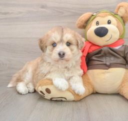 5 week old Mini Huskydoodle Puppy For Sale - Lone Star Pups