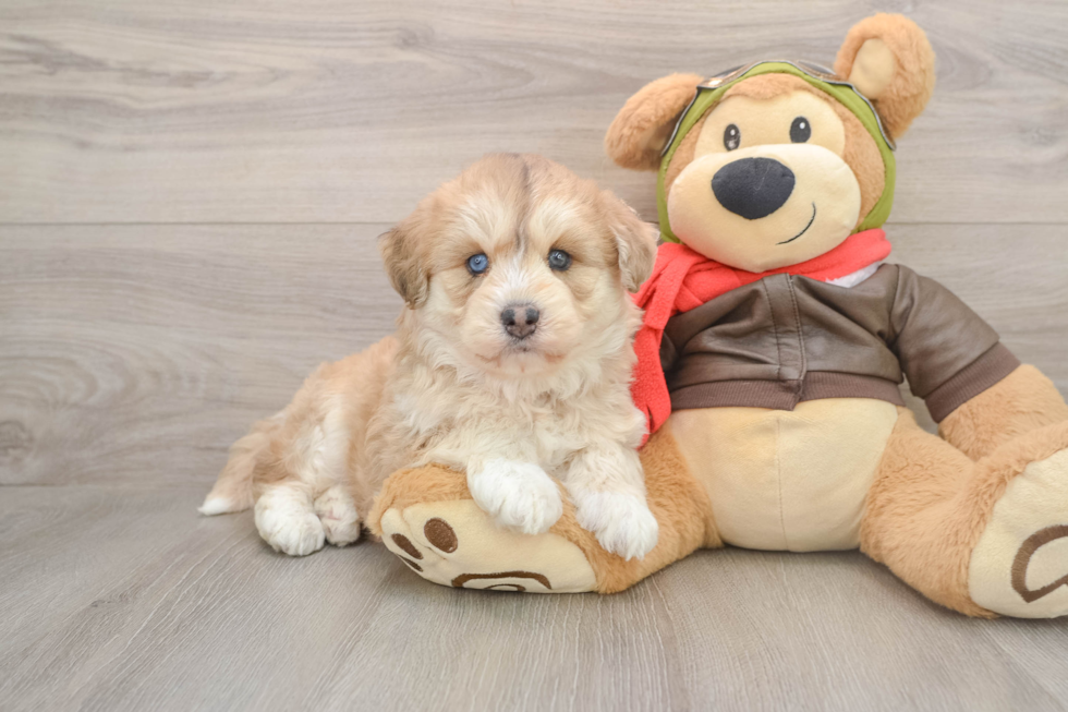 Cute Mini Huskydoodle Baby