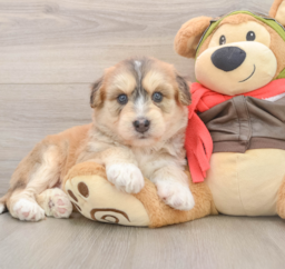 5 week old Mini Huskydoodle Puppy For Sale - Lone Star Pups