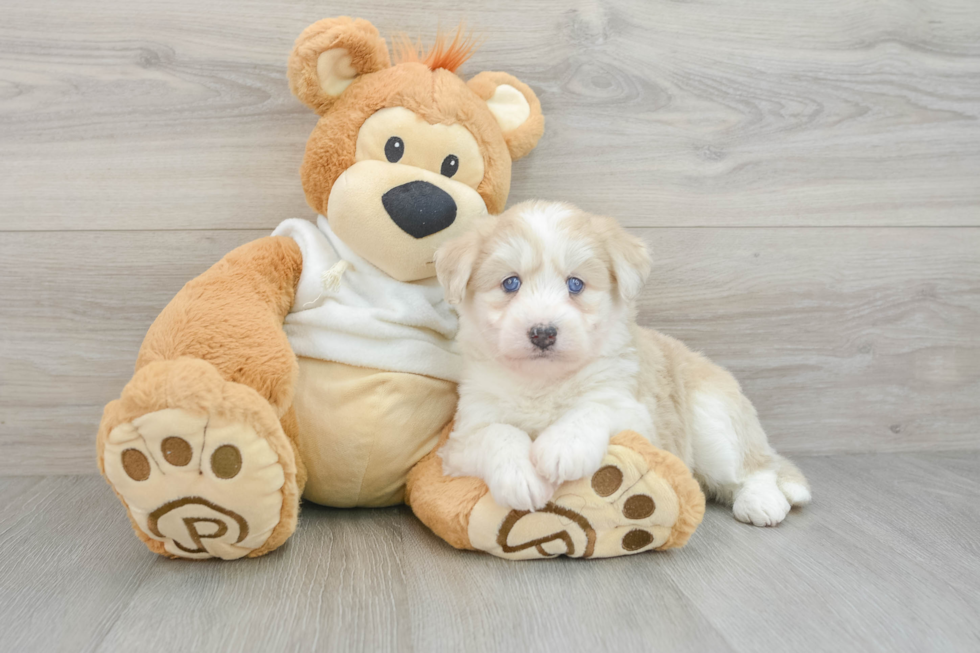 Cute Huskypoo Poodle Mix Puppy