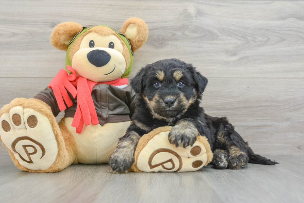 Cute Huskypoo Poodle Mix Puppy