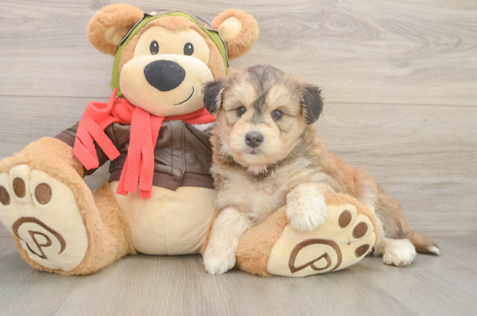 5 week old Mini Huskydoodle Puppy For Sale - Lone Star Pups