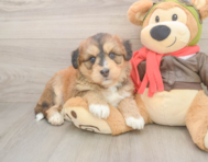 5 week old Mini Huskydoodle Puppy For Sale - Lone Star Pups
