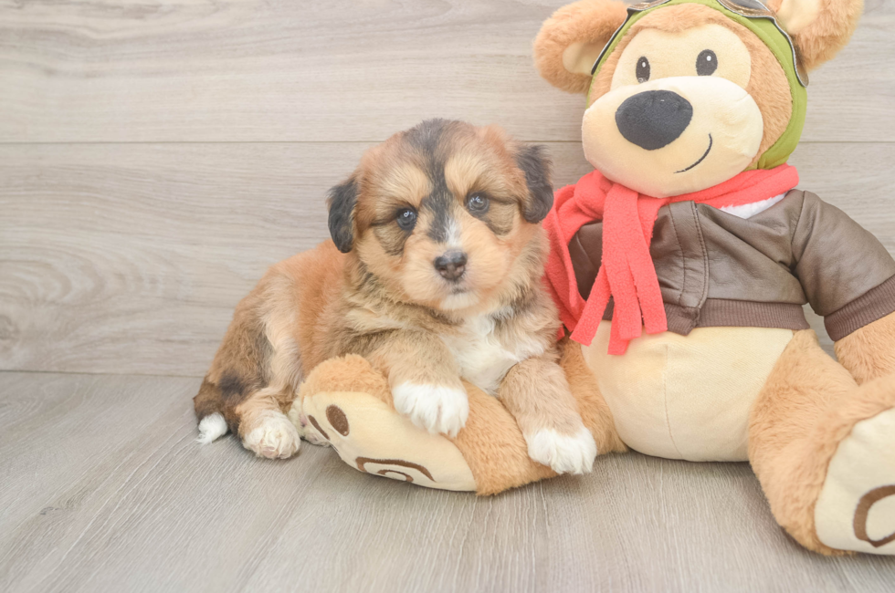 5 week old Mini Huskydoodle Puppy For Sale - Lone Star Pups