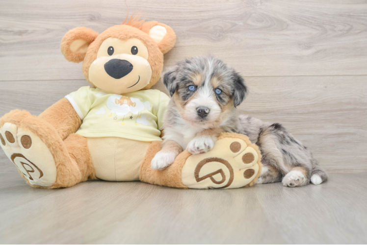 Mini Huskydoodle Puppy for Adoption