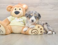 8 week old Mini Huskydoodle Puppy For Sale - Lone Star Pups