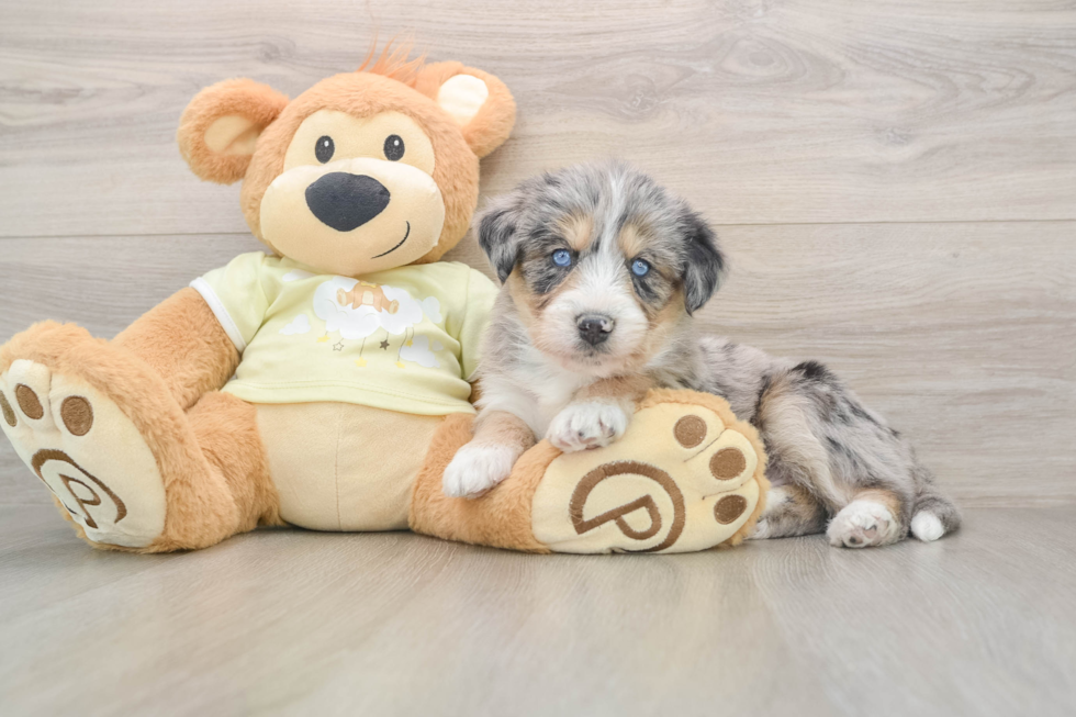 Mini Huskydoodle Puppy for Adoption