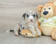 8 week old Mini Huskydoodle Puppy For Sale - Lone Star Pups