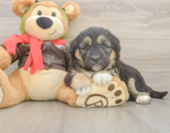 5 week old Mini Huskydoodle Puppy For Sale - Lone Star Pups
