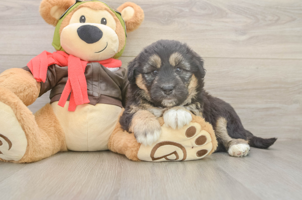 5 week old Mini Huskydoodle Puppy For Sale - Lone Star Pups