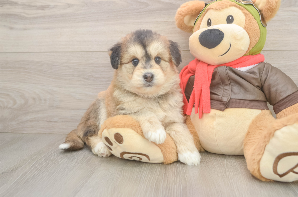 5 week old Mini Huskydoodle Puppy For Sale - Lone Star Pups