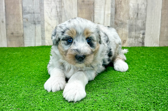 Cute Mini Huskydoodle Poodle Mix Pup
