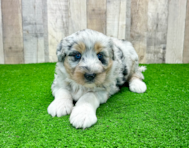7 week old Mini Huskydoodle Puppy For Sale - Lone Star Pups