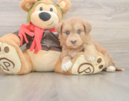 8 week old Mini Huskydoodle Puppy For Sale - Lone Star Pups