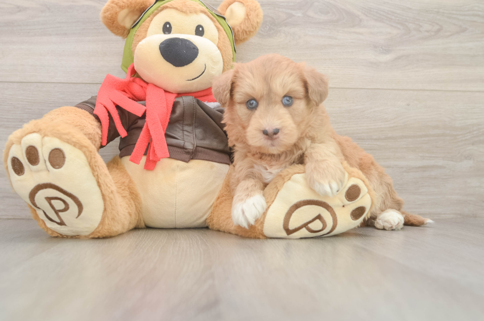 5 week old Mini Huskydoodle Puppy For Sale - Lone Star Pups