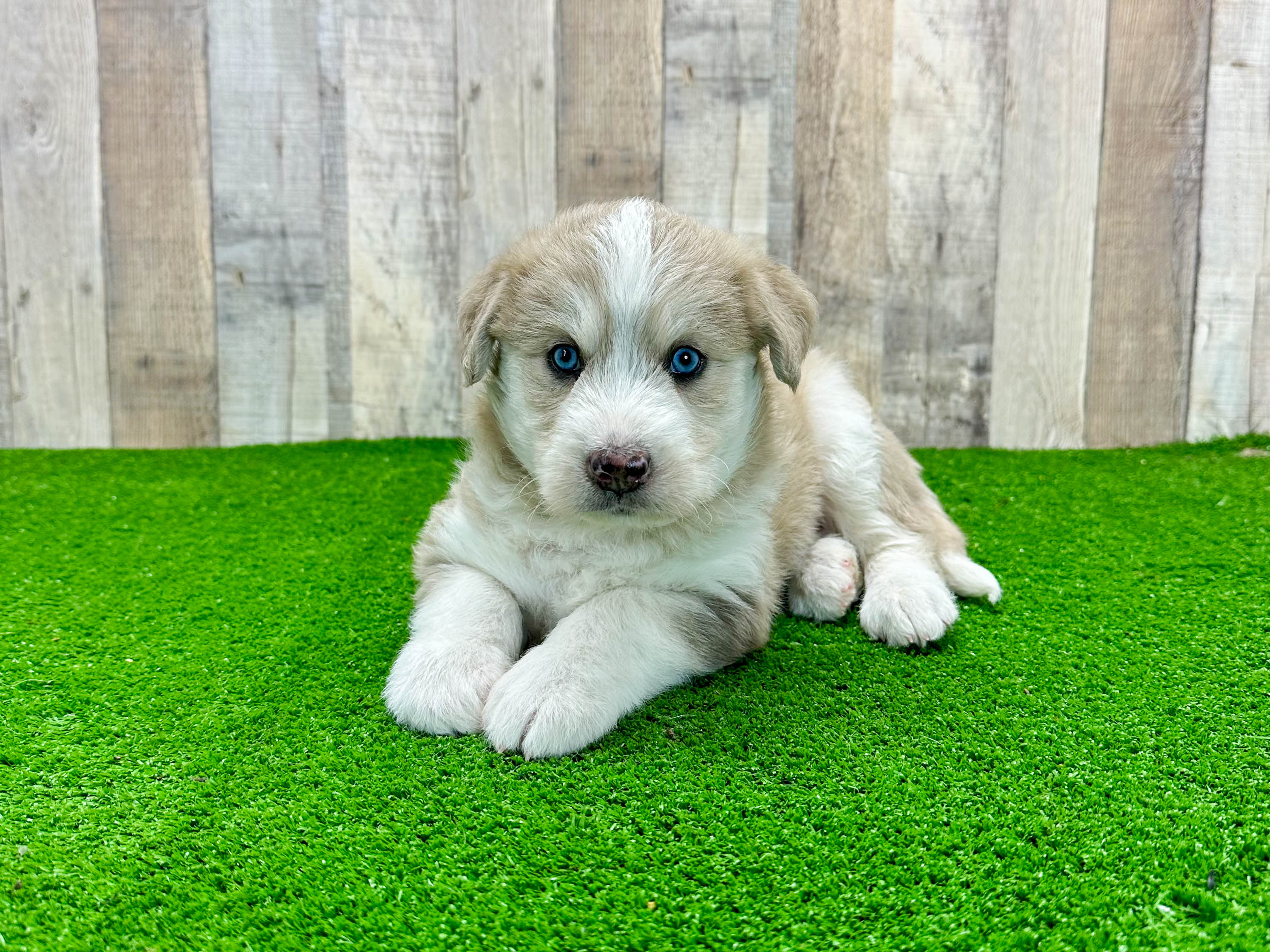 Cute Mini Huskydoodle Poodle Mix Pup