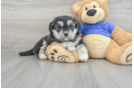Mini Huskydoodle Puppy for Adoption