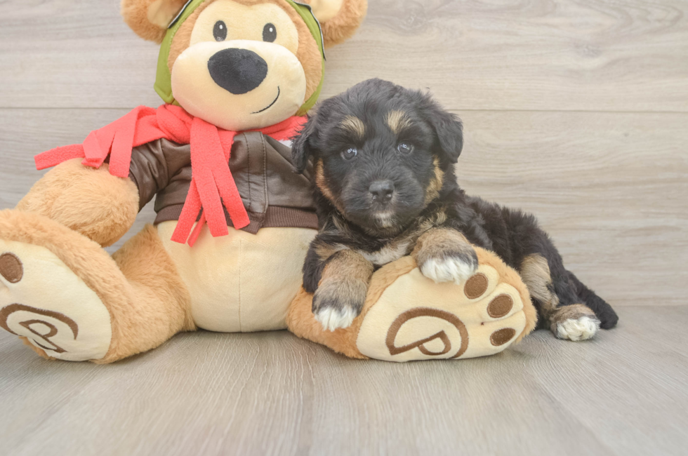 5 week old Mini Huskydoodle Puppy For Sale - Lone Star Pups