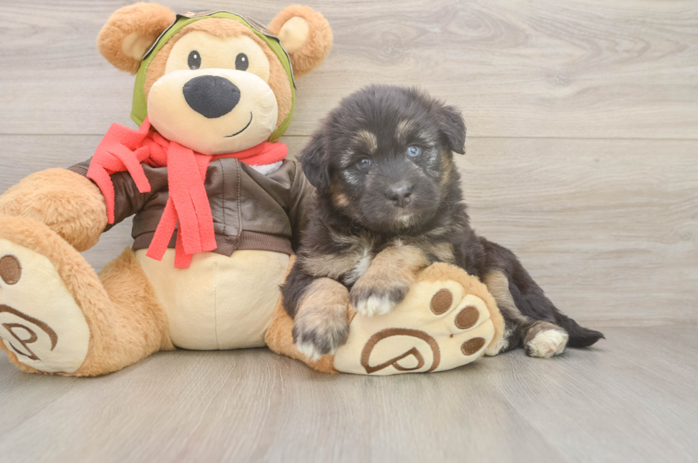 5 week old Mini Huskydoodle Puppy For Sale - Lone Star Pups