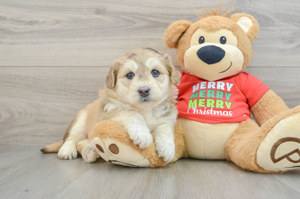 5 week old Mini Huskydoodle Puppy For Sale - Lone Star Pups