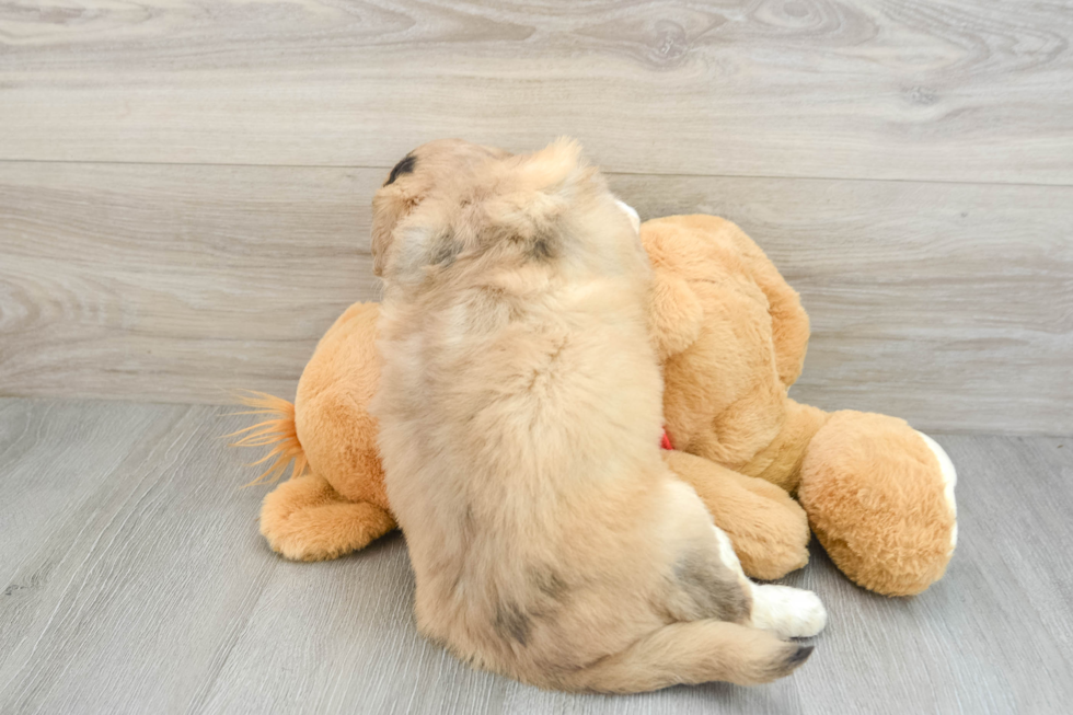 Cute Husky Doodle Poodle Mix Puppy