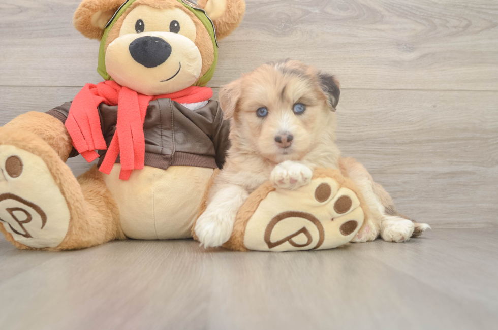 5 week old Mini Huskydoodle Puppy For Sale - Lone Star Pups