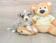 8 week old Mini Huskydoodle Puppy For Sale - Lone Star Pups