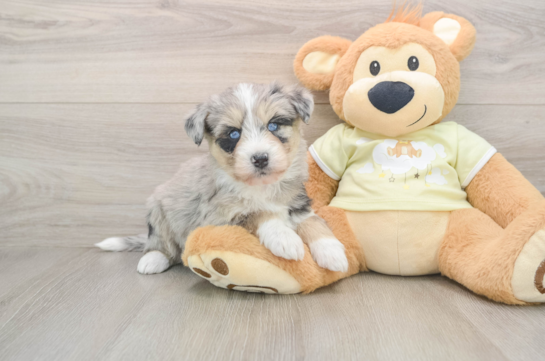 Mini Huskydoodle Puppy for Adoption