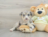 8 week old Mini Huskydoodle Puppy For Sale - Lone Star Pups
