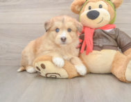 7 week old Mini Huskydoodle Puppy For Sale - Lone Star Pups