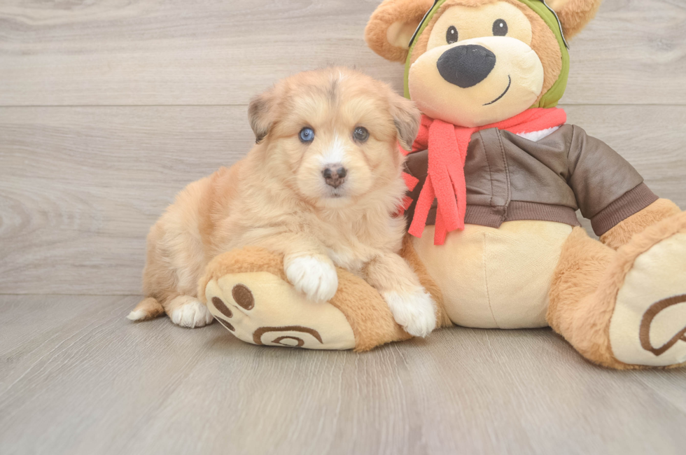 5 week old Mini Huskydoodle Puppy For Sale - Lone Star Pups