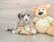 5 week old Mini Huskydoodle Puppy For Sale - Lone Star Pups