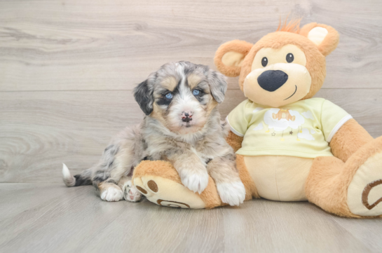 Best Mini Huskydoodle Baby