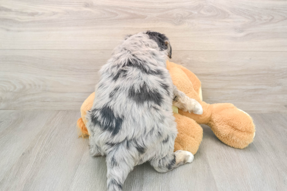 Mini Huskydoodle Puppy for Adoption