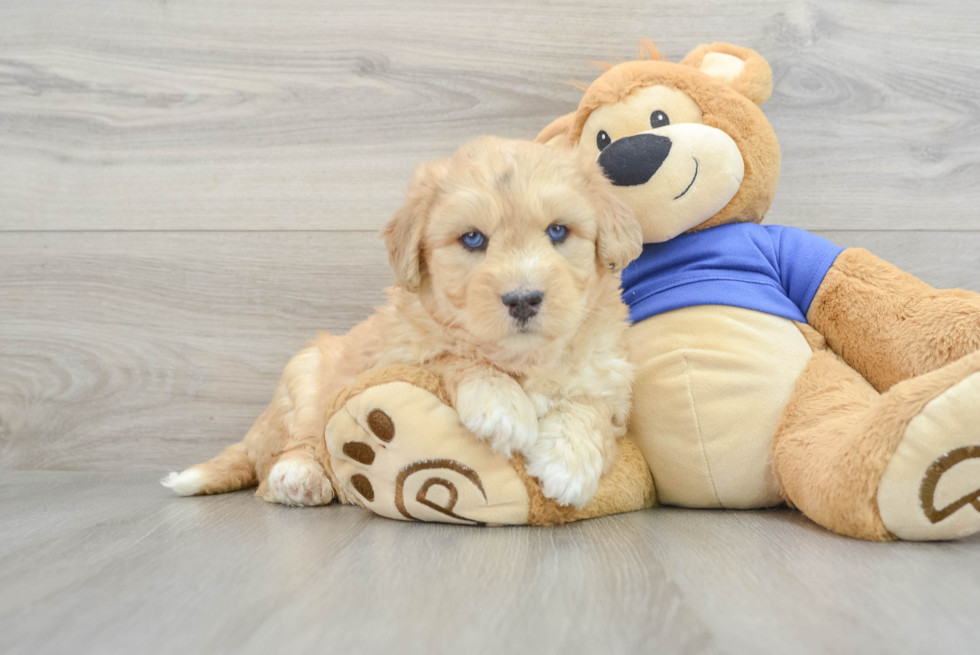 Best Mini Huskydoodle Baby