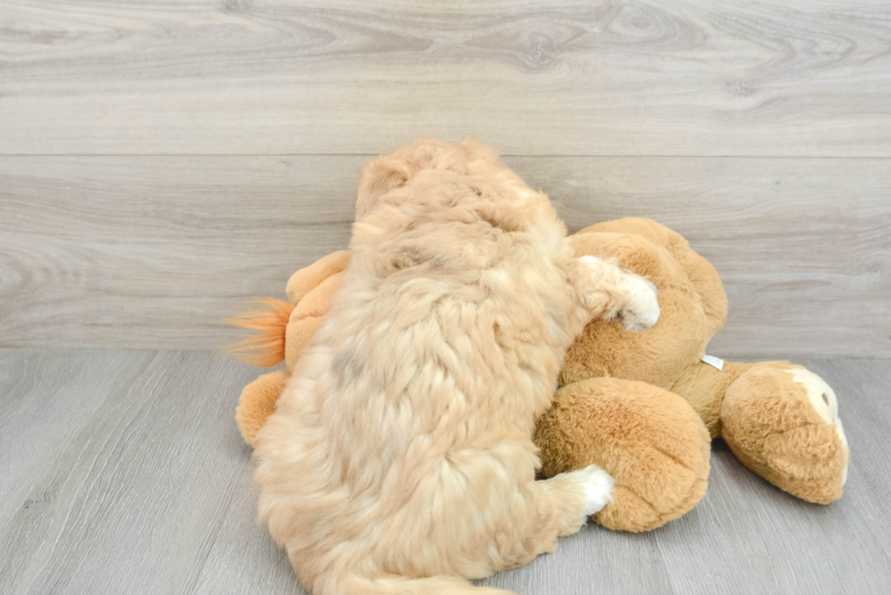 Best Mini Huskydoodle Baby