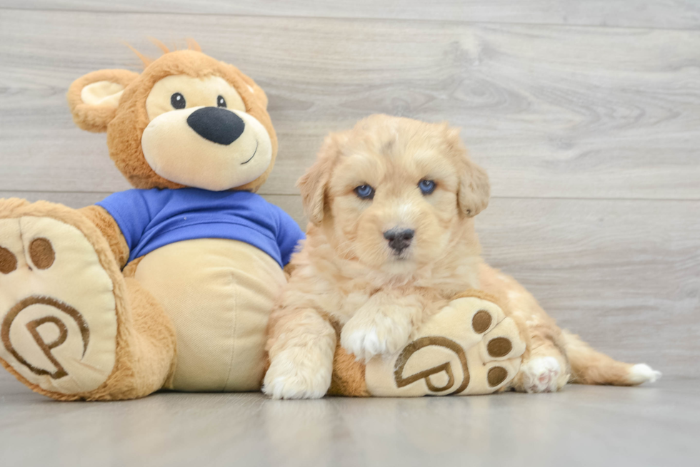 Mini Huskydoodle Pup Being Cute